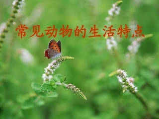 常见动物生活的特点