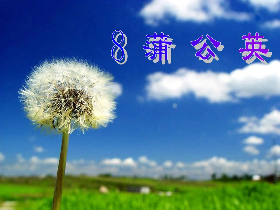 蒲公英课件第一课时_第2页
