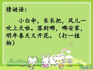 蒲公英课件第一课时