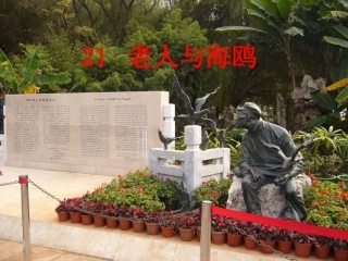 老人与海鸥（海盐徐敏丽）