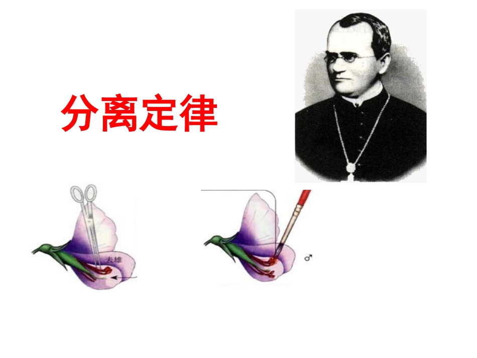 分离定律高三复习_第1页