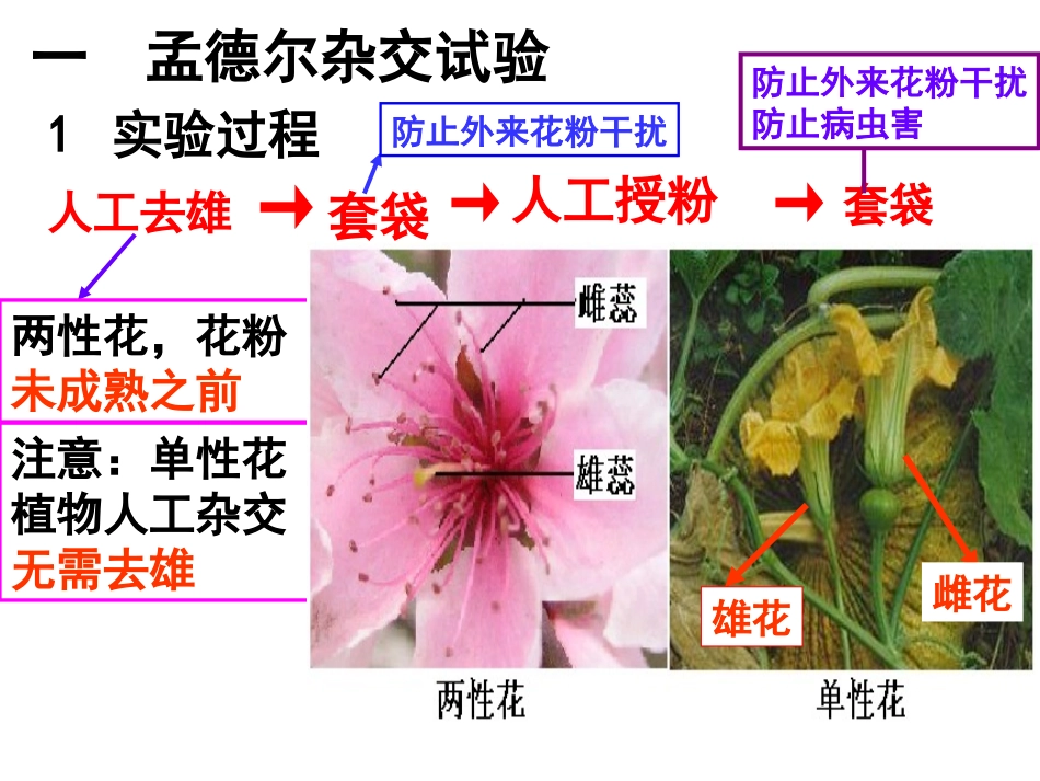 分离定律高三复习_第2页
