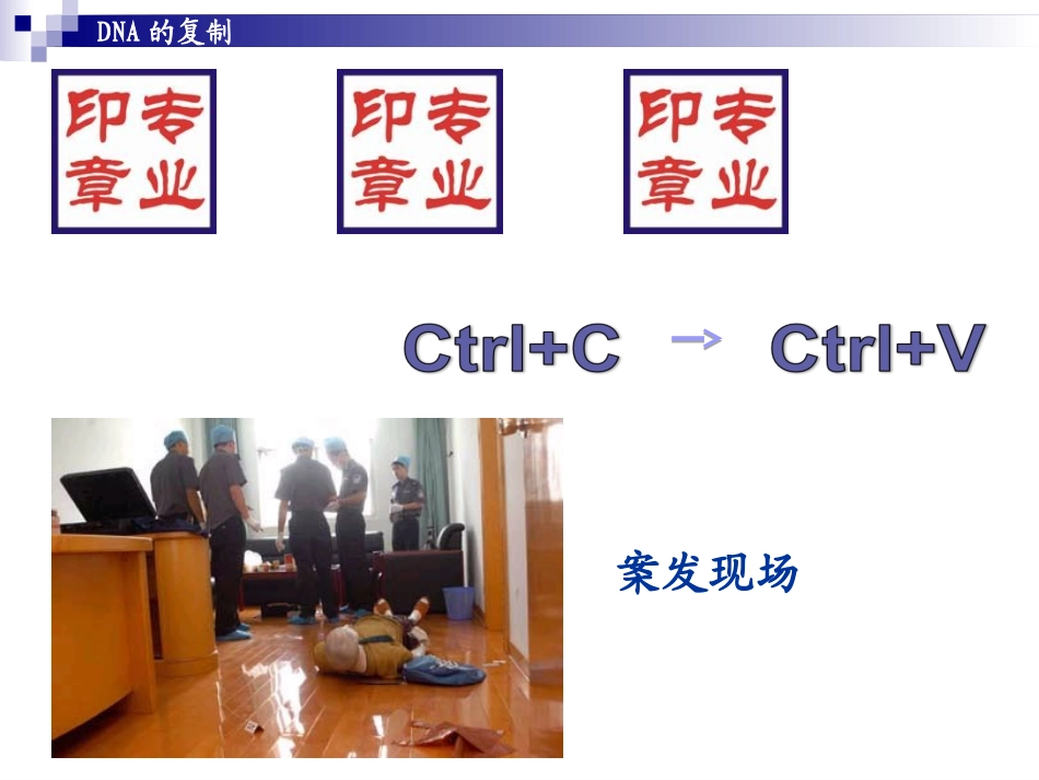 ＤＮＡ的复制课件_第2页