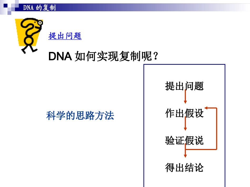 ＤＮＡ的复制课件_第3页