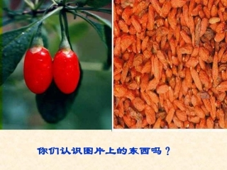 《三颗枸杞豆》课件