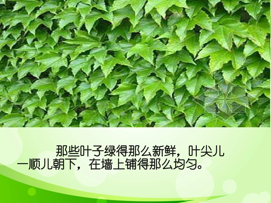 爬山虎的脚第二课时_第3页