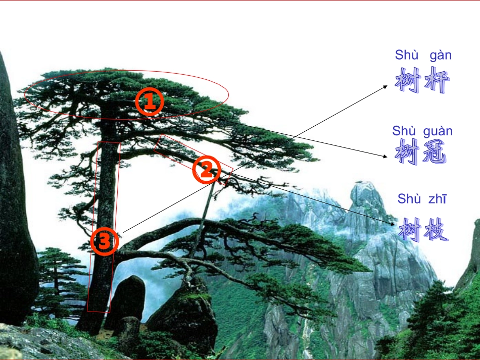 各种各样的树_第2页