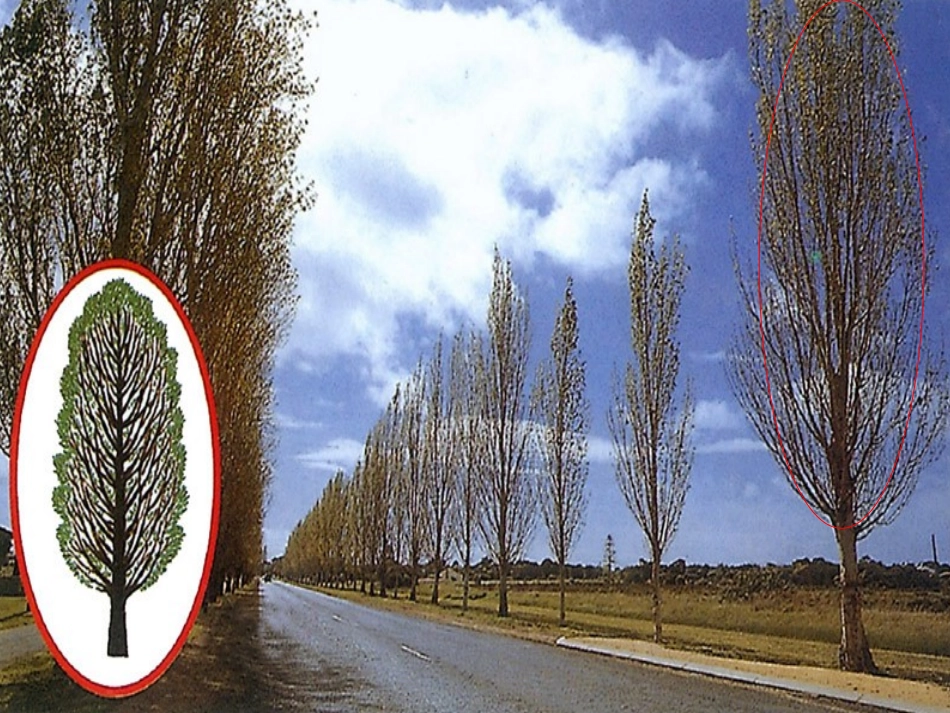 各种各样的树_第3页