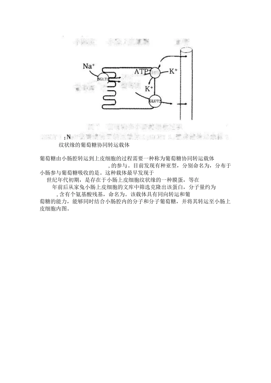葡萄糖与氨基酸的跨膜转运机制_第3页