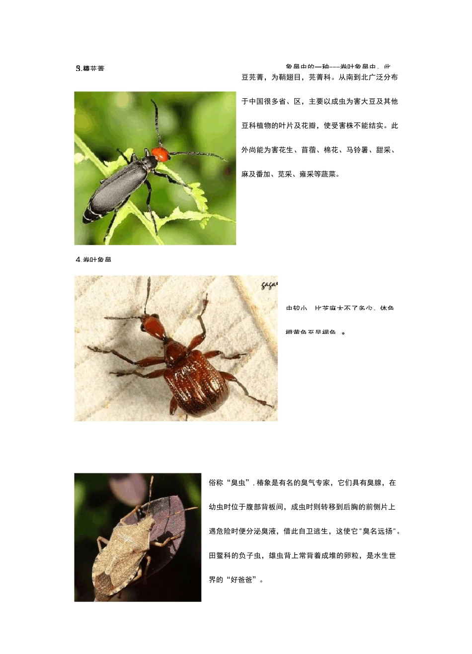 认识昆虫名字+图片_第2页