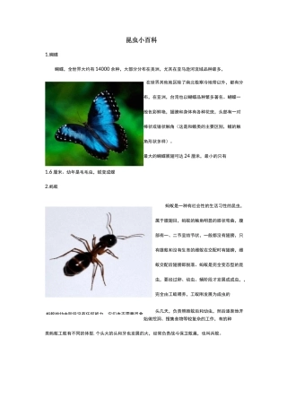 认识昆虫名字+图片