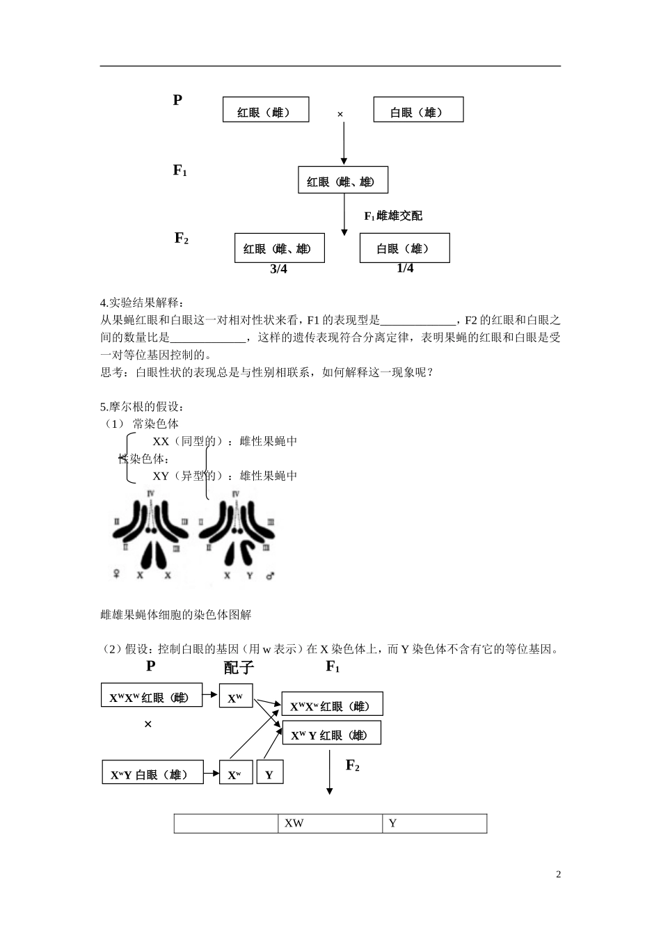 高中生物 第2章　基因和染色体的关系第2节《基因在染色体上》参考学案 新人教版必修2_第2页