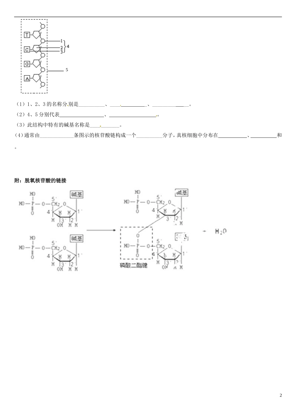 高中生物 2.3遗传信息的携带者-核酸学案 新人教版必修1-新人教版高一必修1生物学案_第2页