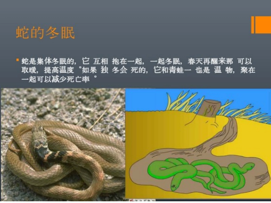 大班科学《动物是怎么样过冬的》_第3页