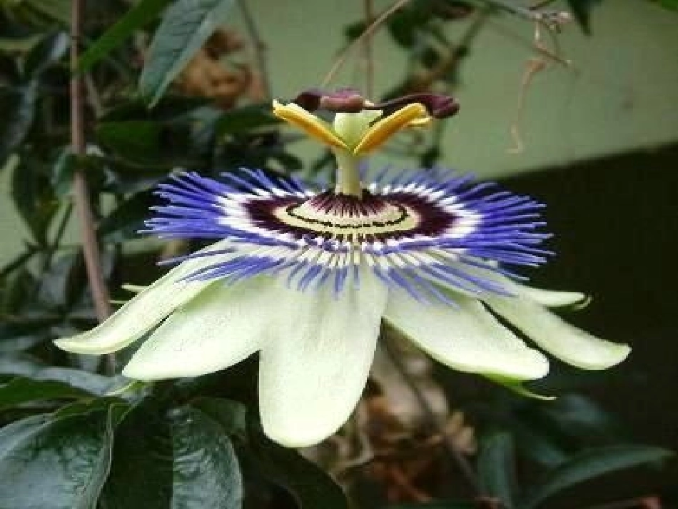 开花和结果课件_第3页