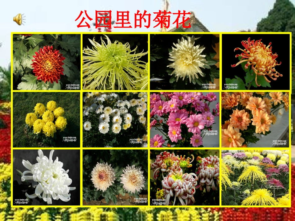 苏教版一年级《看菊花》课件_第2页