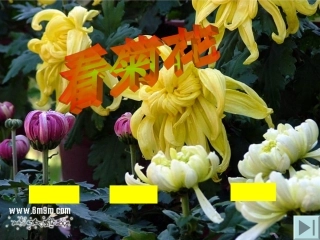 苏教版一年级《看菊花》课件