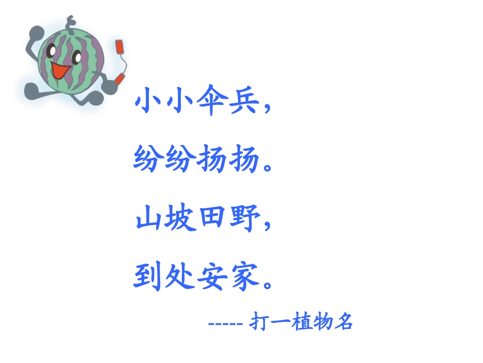 蒲公英课件（网络整合）_第1页