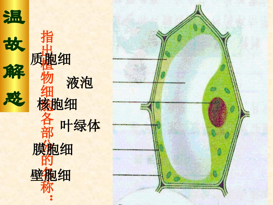 动物细胞课件新人教版_第2页