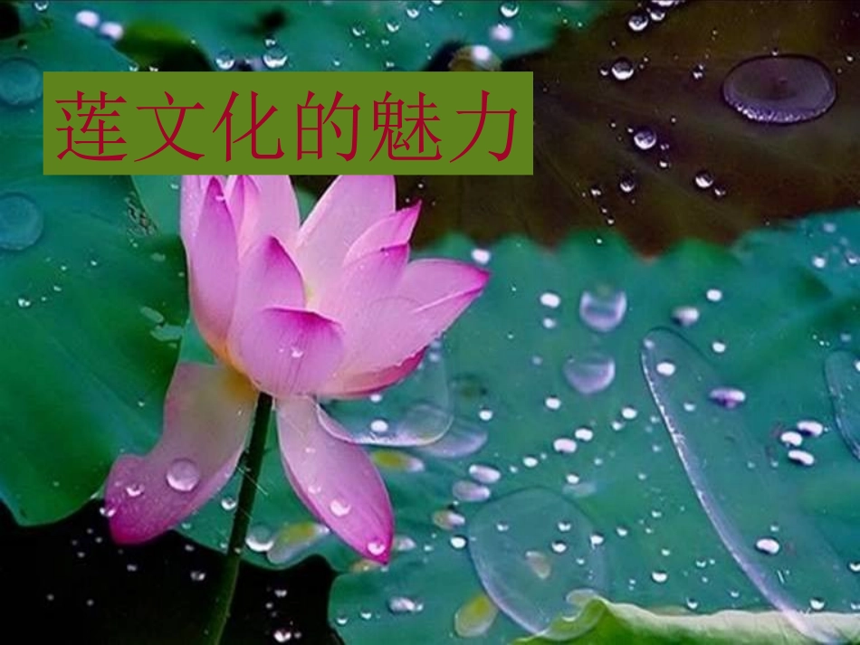 综、连文化的魅力_第1页