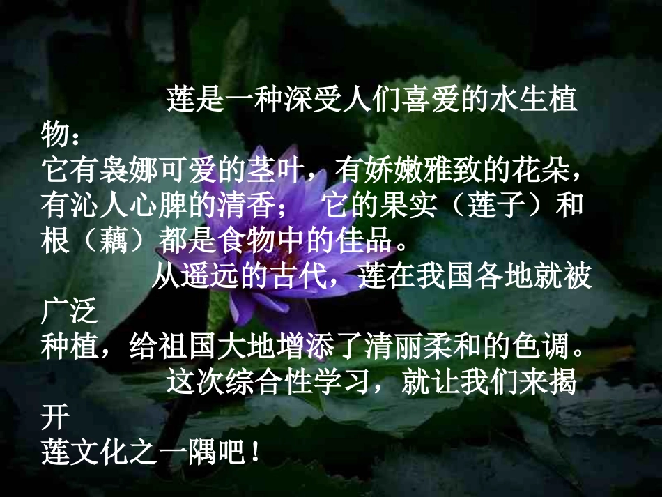 综、连文化的魅力_第2页