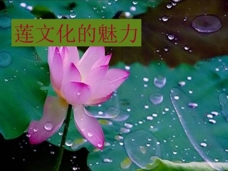 综、连文化的魅力