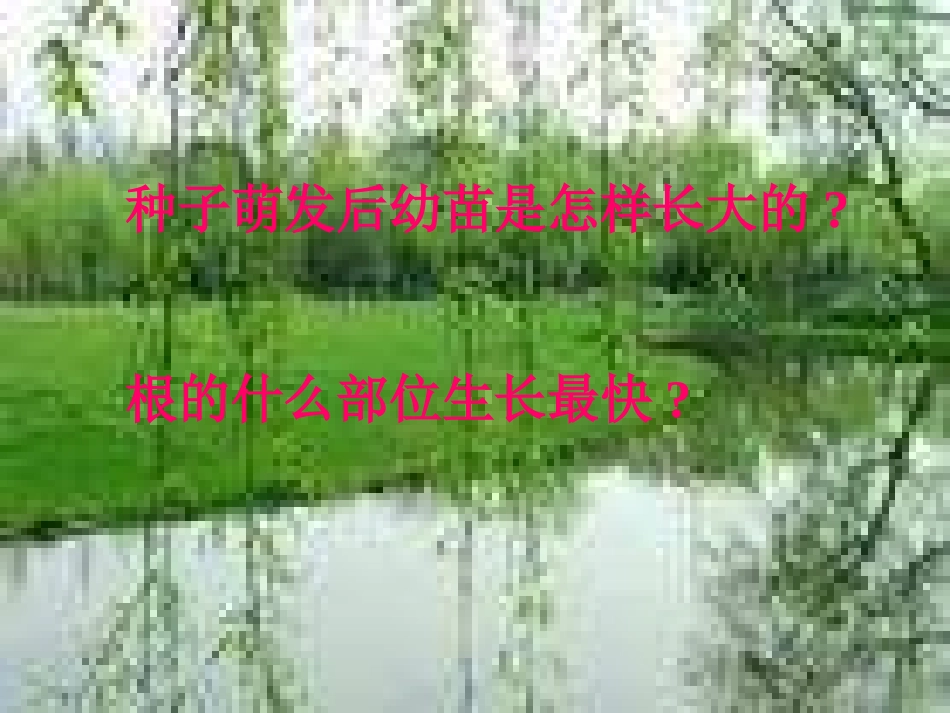 人教版七上《植株的生长》课件_第2页