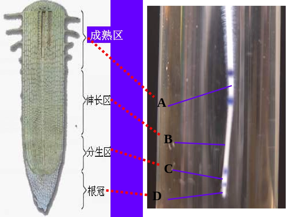 人教版七上《植株的生长》课件_第3页