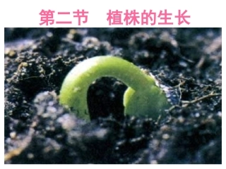 人教版七上《植株的生长》课件