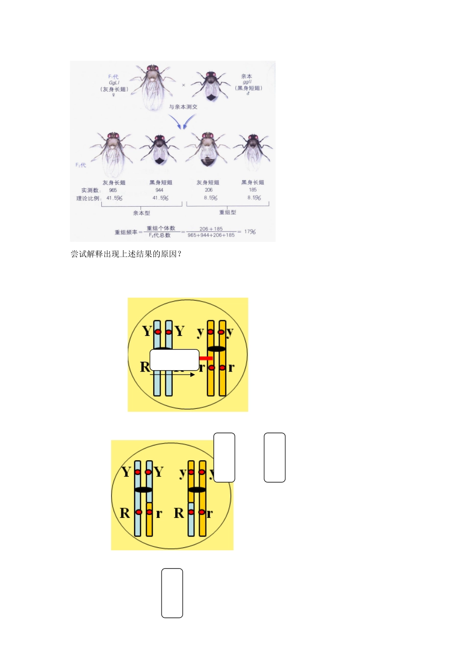 高考生物专题复习 6基因在染色体上学案-人教版高三全册生物学案_第2页