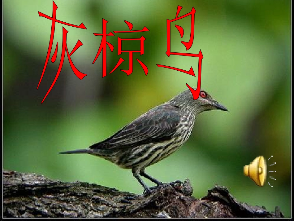 《灰椋鸟》第一课时_第1页