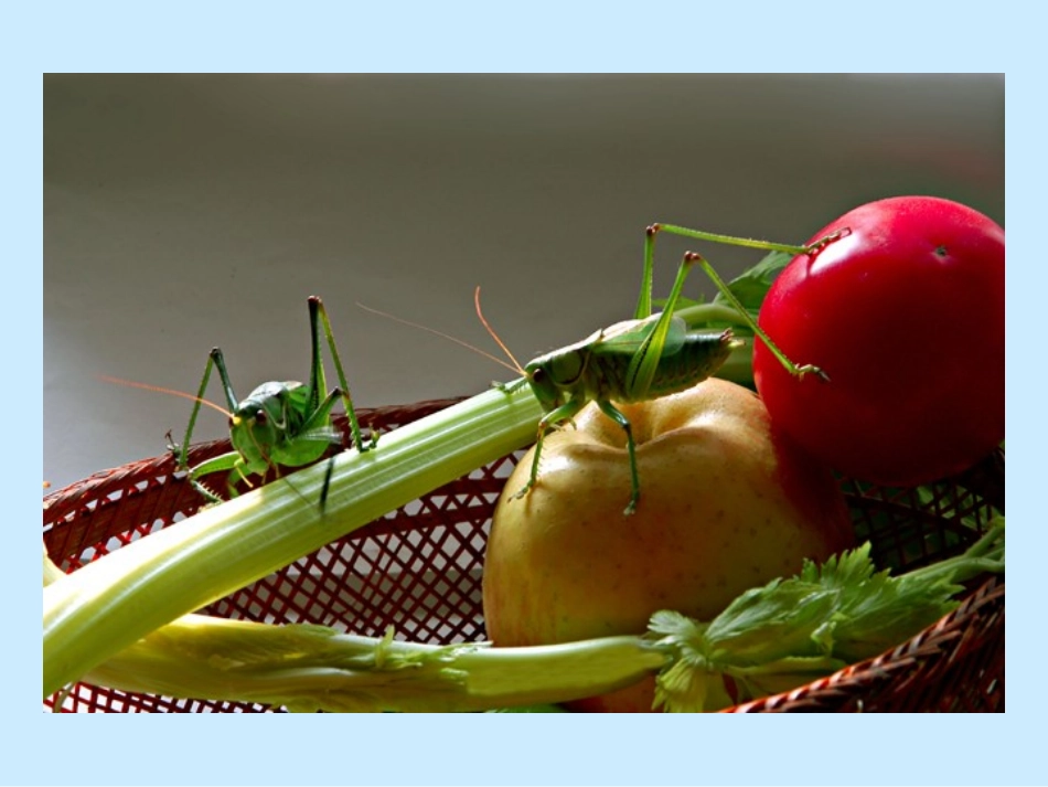 两个蝈蝈吹牛皮_第1页