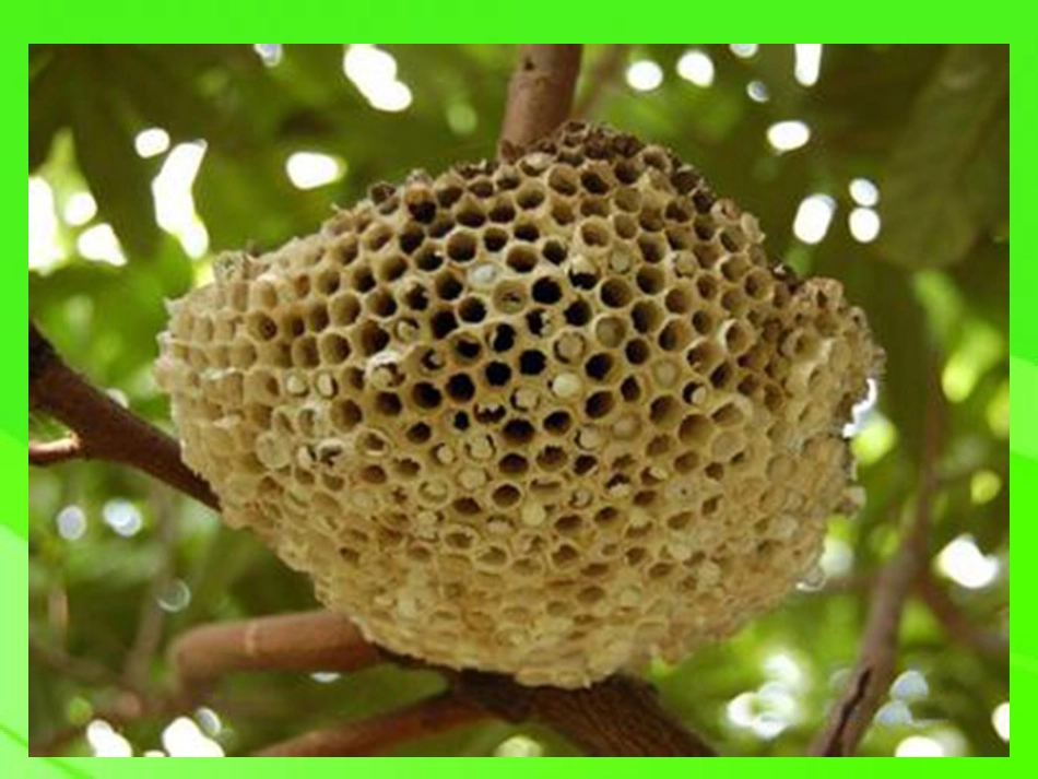 大班科学教案这是谁的房子_第2页