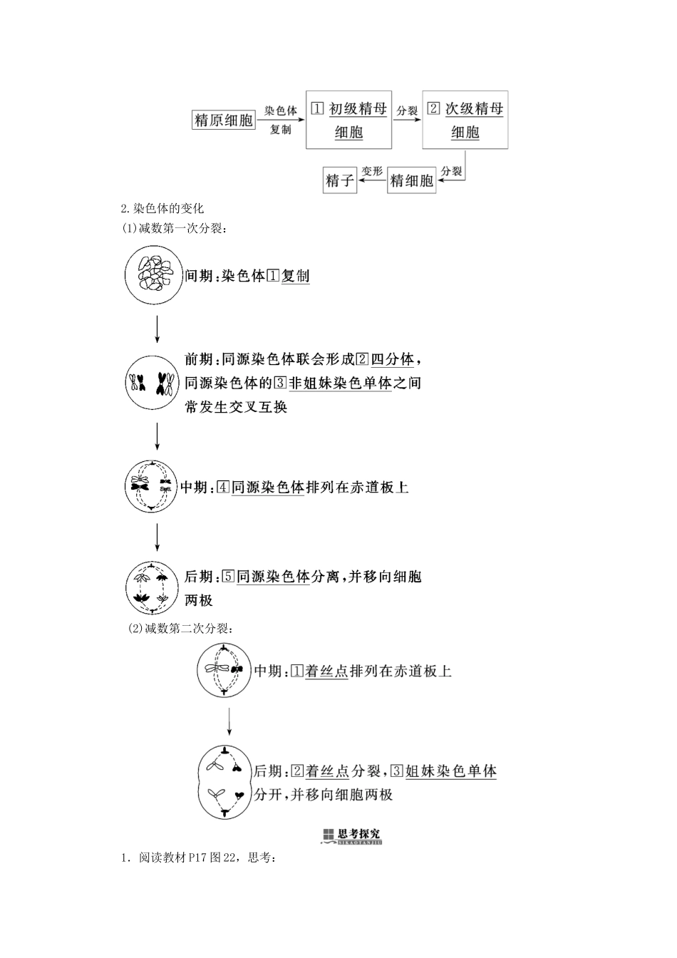 高中生物 第2章 基因和染色体的关系 第1节 减数分裂和受精作用（第1课时）精子的形成过程学案 新人教版必修2-新人教版高一必修2生物学案_第3页