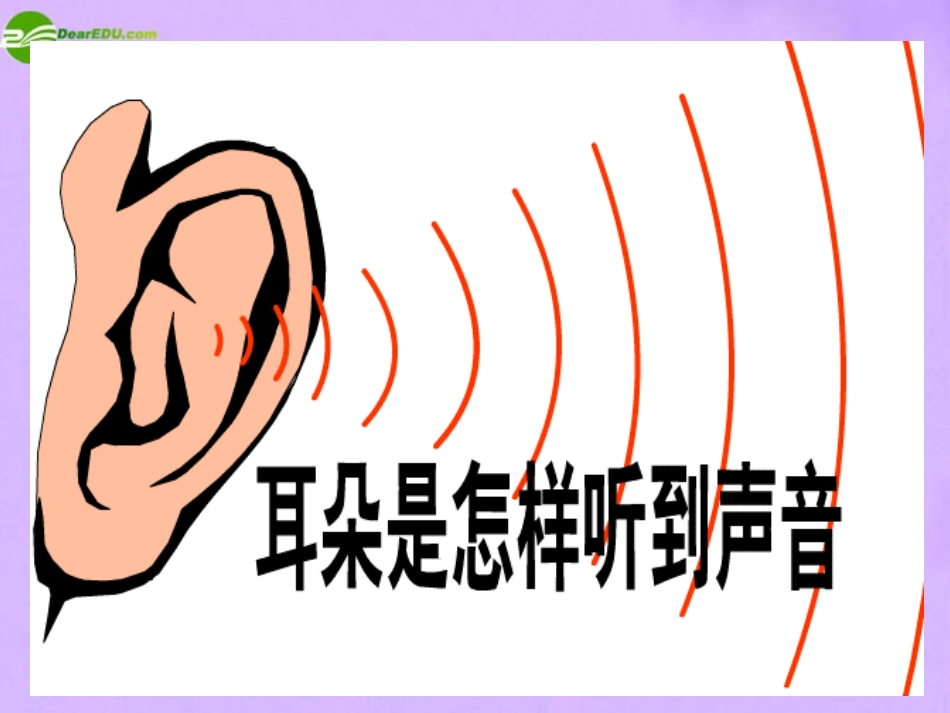 1.3耳和听觉（第1课时）_第3页