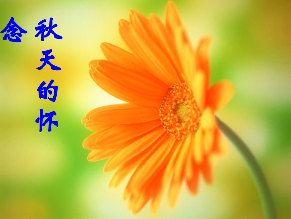 《秋天的怀念》课件_第1页