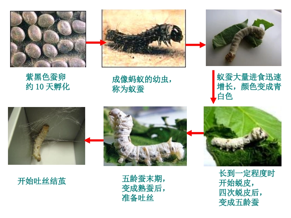 蚕变了新模样_第2页