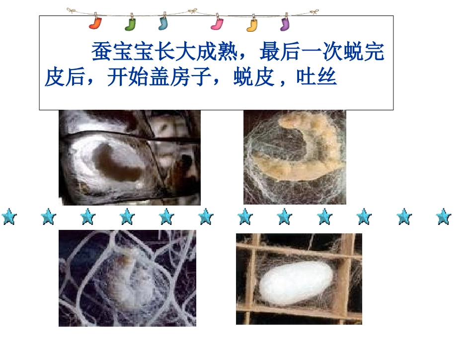 蚕变了新模样_第3页