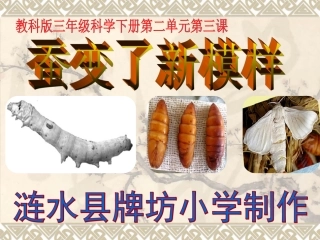 蚕变了新模样