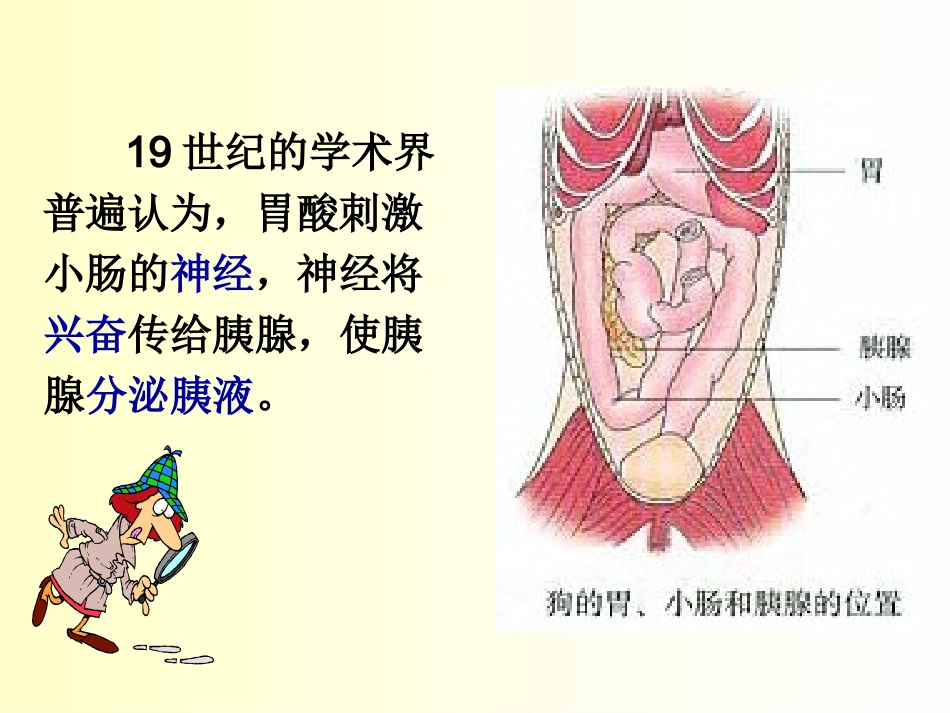 人教版教学课件生物必修三通过激素调节_第3页