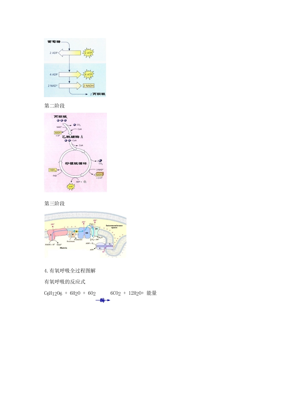 高考生物专题复习 3细胞呼吸（一）有氧呼吸学案-人教版高三全册生物学案_第2页