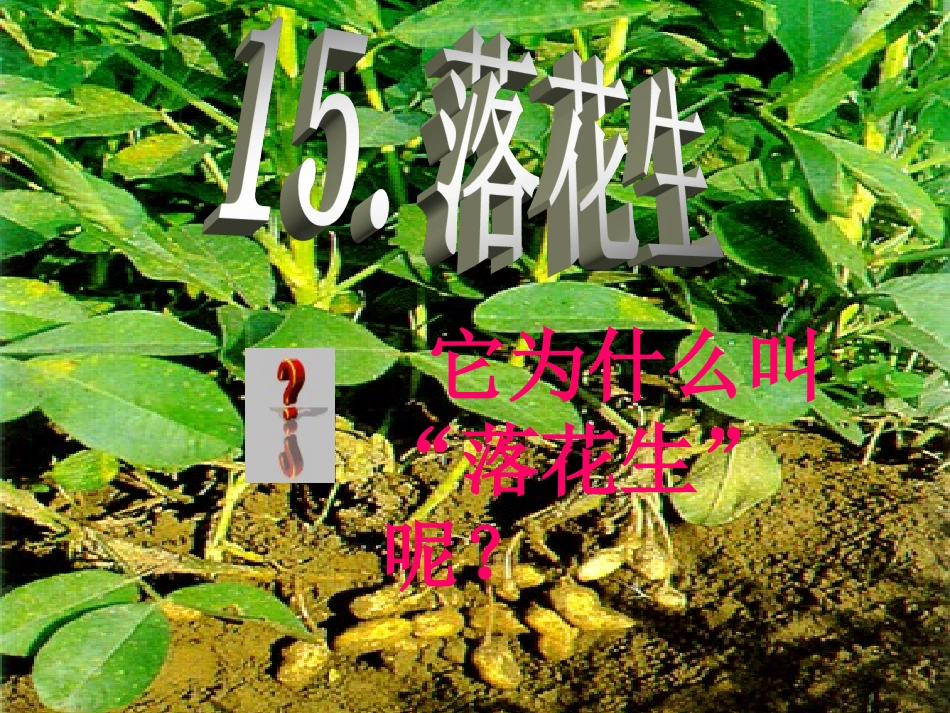 落花生(完美版)_第2页