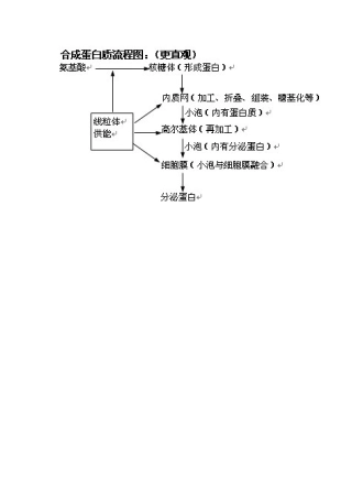 分泌蛋白的合成和分泌