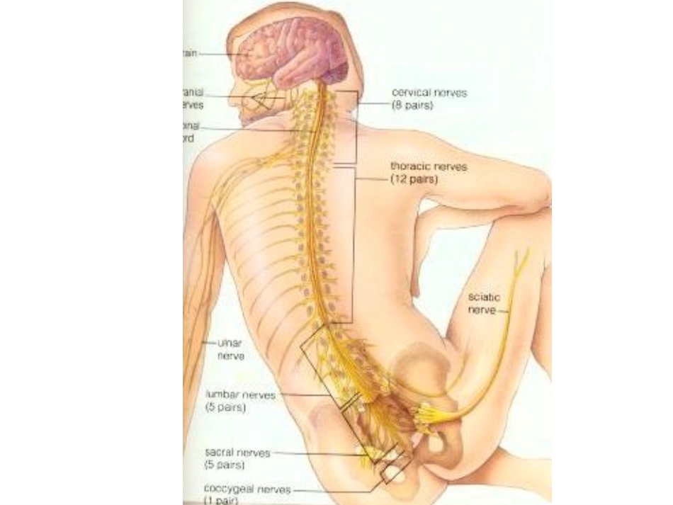 第二节神经系统的组成_第2页