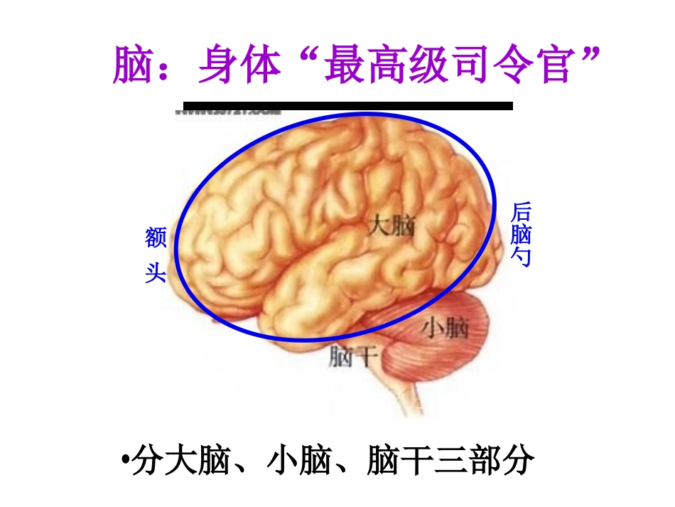 第二节神经系统的组成_第3页
