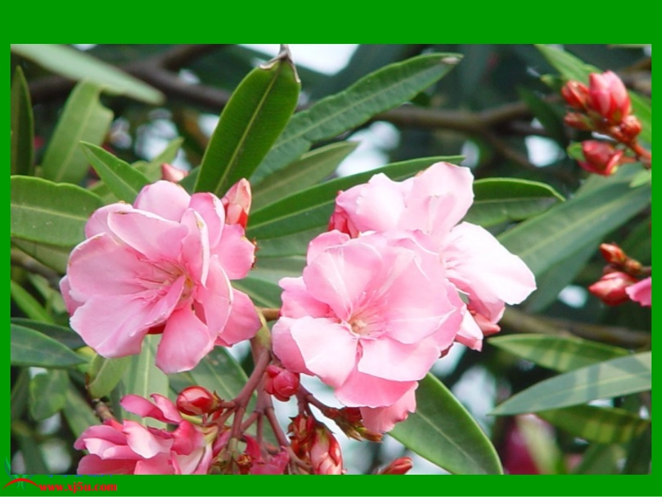 《夹竹桃》PPT课件(准备用)_第2页