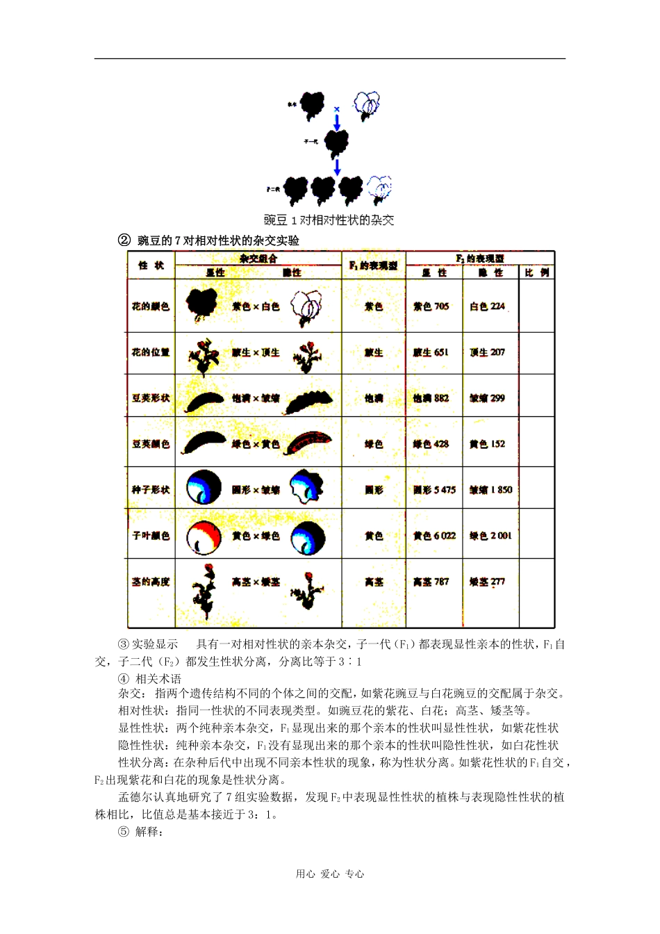 高一生物：3.1《基因的分离定律》学案（4）苏教版_第2页