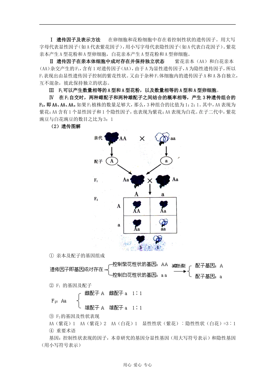 高一生物：3.1《基因的分离定律》学案（4）苏教版_第3页