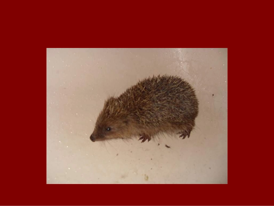 初中美术小工艺品制作_第2页