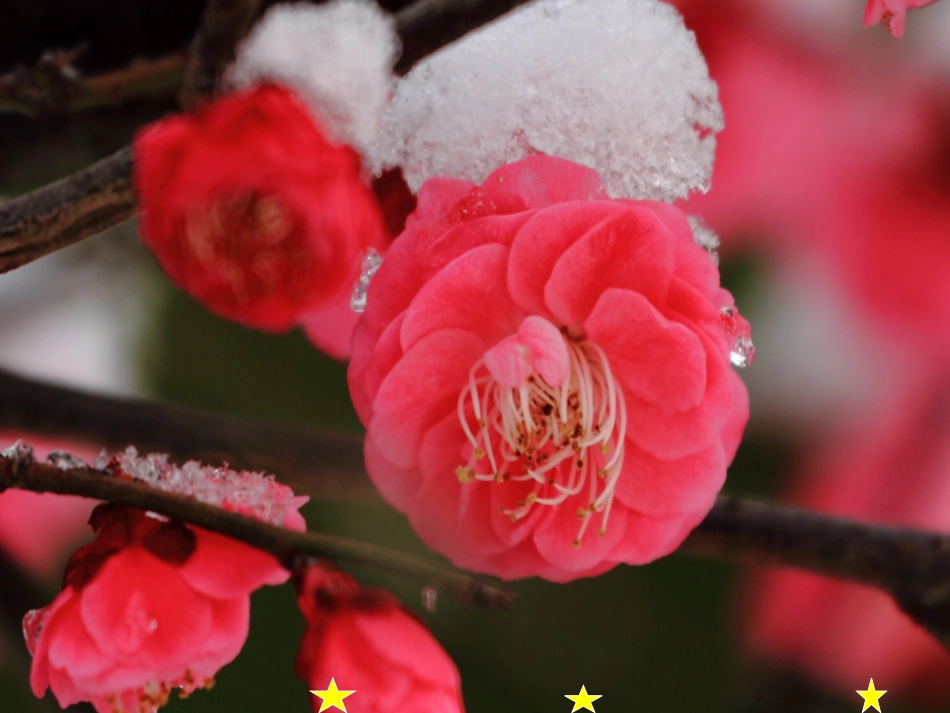 春到梅花山课件_第3页